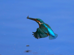 Blue Back