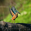 平等院の鳳凰？