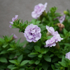 何の花？