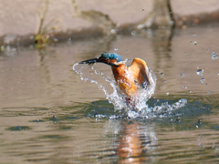 水中からニョキ