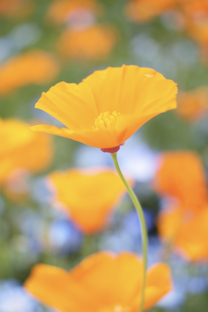 寄れるアポランター50mmf3.5