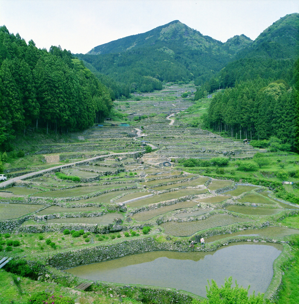四谷の千枚田、田植えの季節