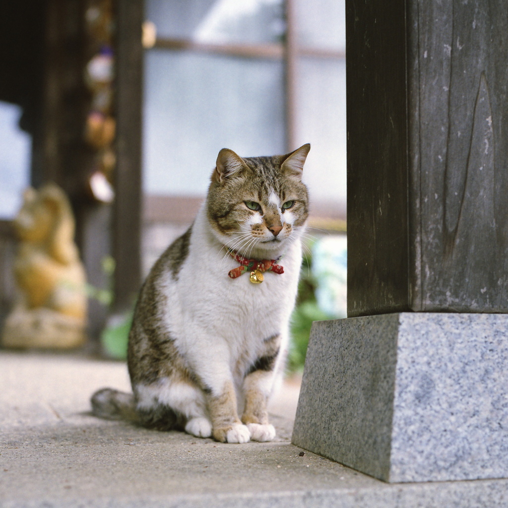 猫寺の猫あうあう