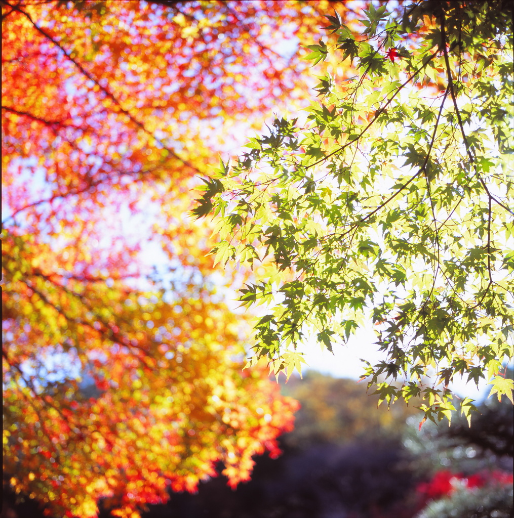 東山の紅葉