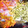 東山の紅葉