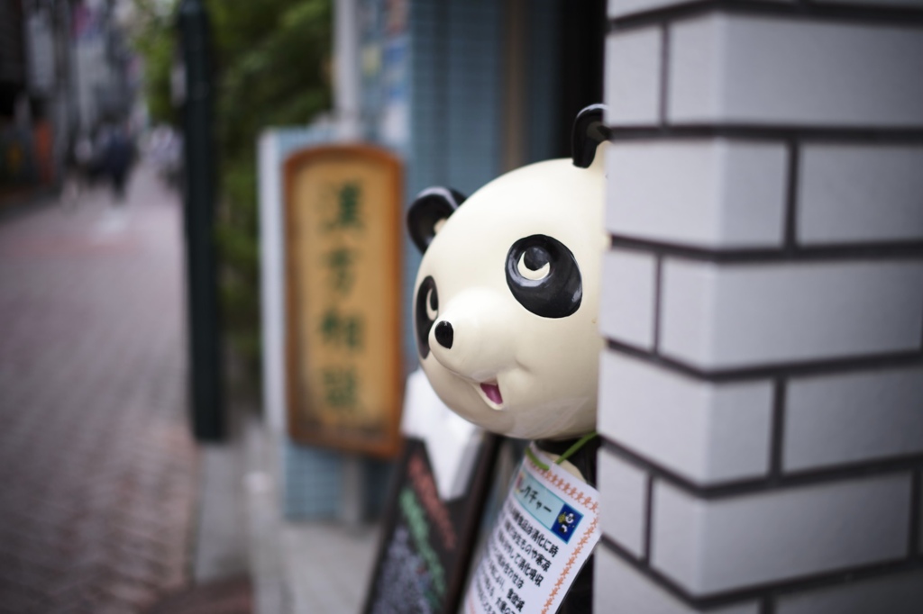 パンダの視線