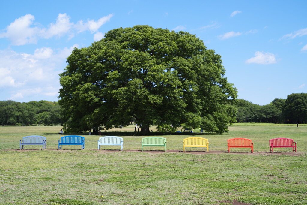 何の木とチェア