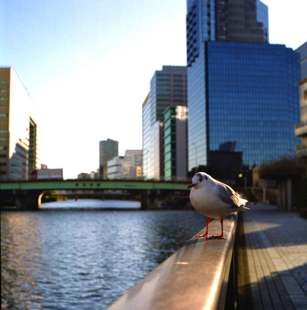 東京運河かもめ