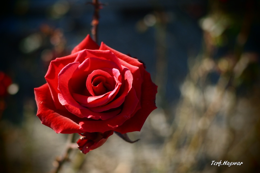 薔薇