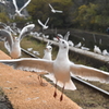 ねえ、踊ろうよ♪