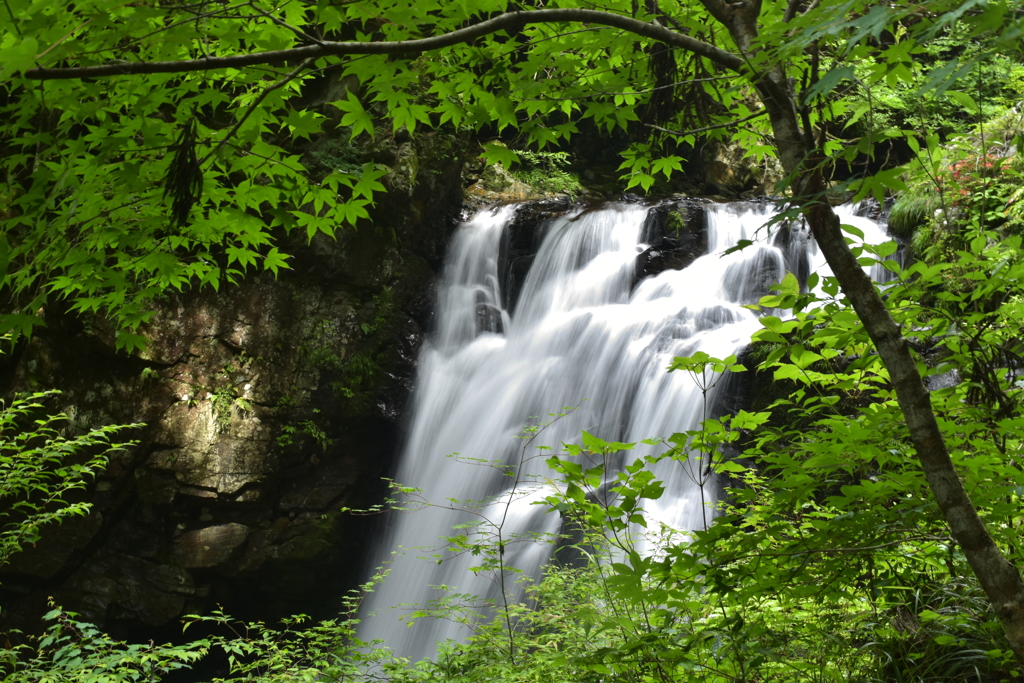 夏モミジの瀑