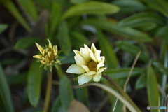 海辺の花