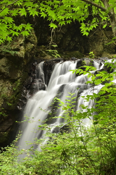 青もみじとつたの滝