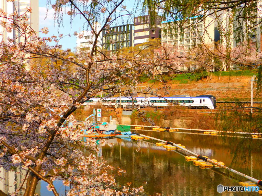 桜と特急