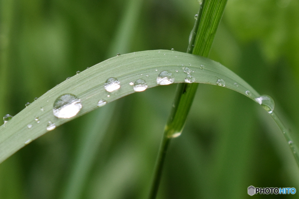 雨上がりの新緑