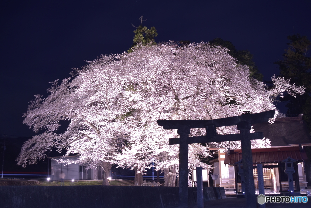 わに塚の桜