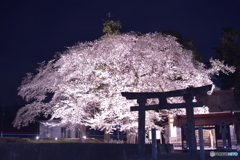 わに塚の桜