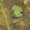 潜む