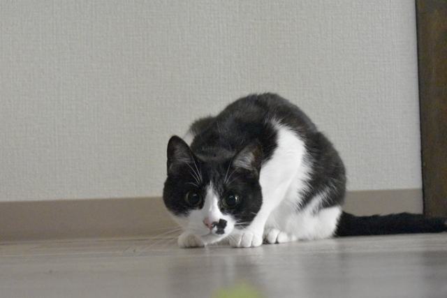 価格 Com スコティッシュフォールド 特徴 性格 飼い方 価格 Com スコティッシュフォールド 特徴 性格 飼い方