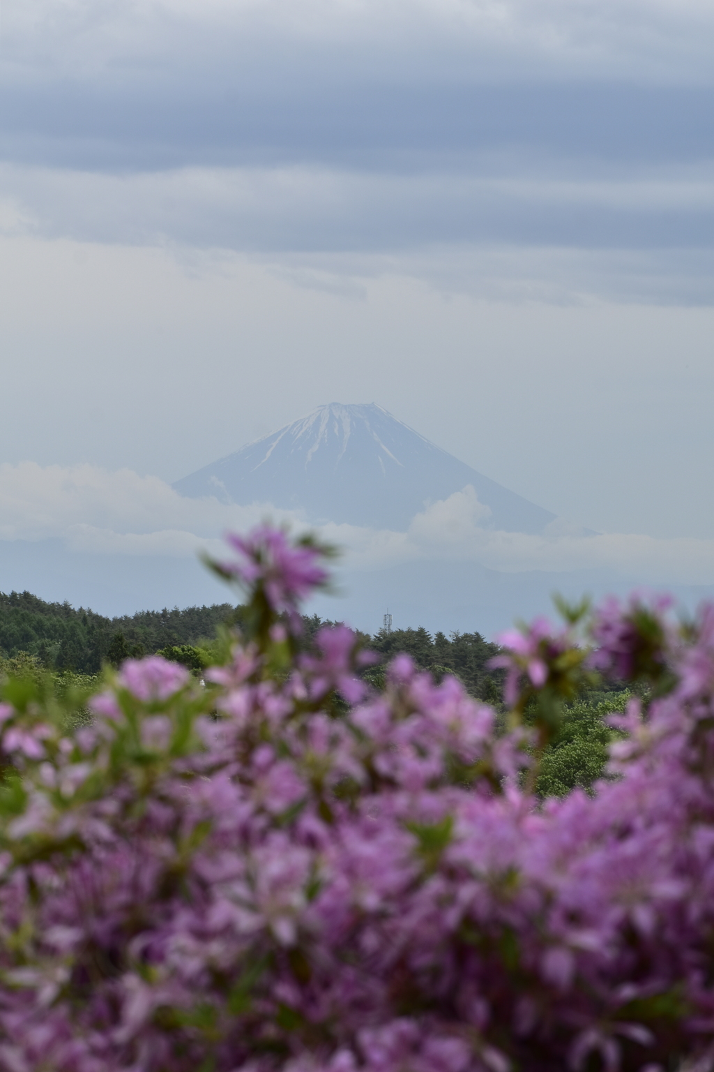 花と富士