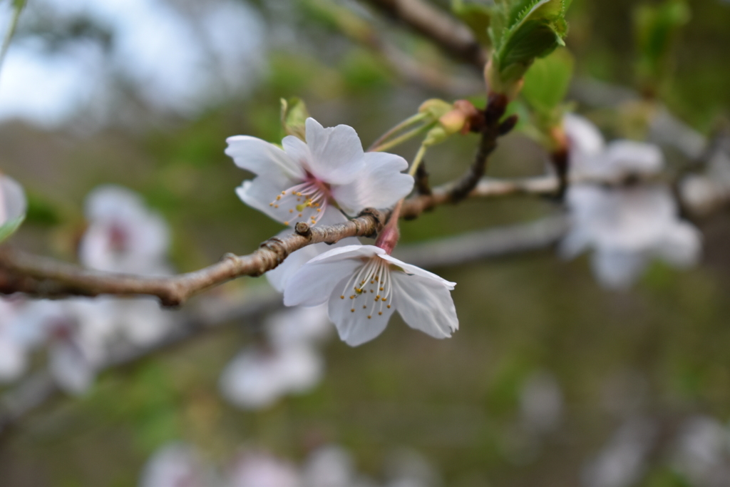 同じ木の仲間は散ったが、最後の一花