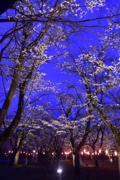聖光寺の夜桜