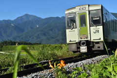 高原列車が行く