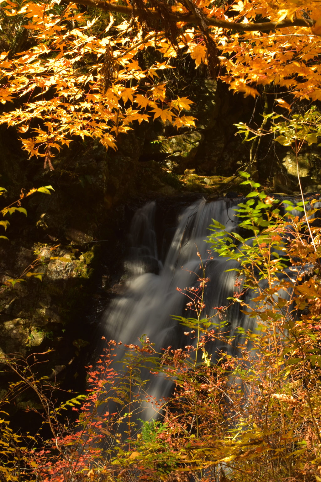 つたの滝の紅葉