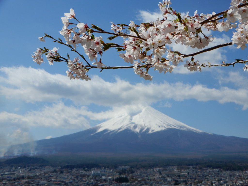 富士桜