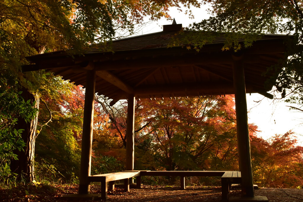 あずまや紅葉