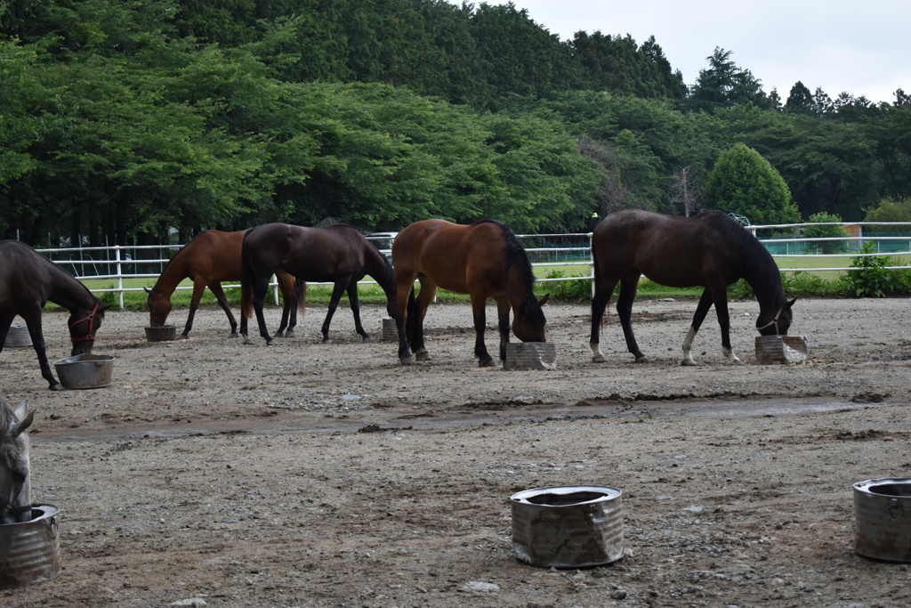 夕飯だよ！ 全員集合♪