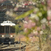 桜祭りの向こう
