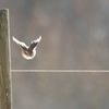 Fly