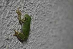 雨宿りなアマガエル