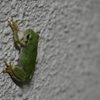 雨宿りなアマガエル