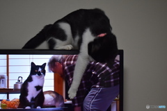 世界のネコ歩き
