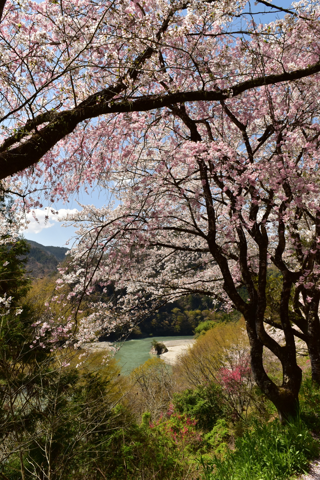秘境の桜