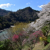 秘境桜
