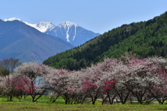 木祖村の春