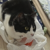寒い朝