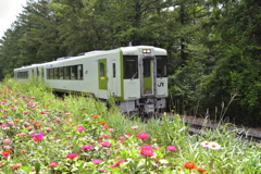 花畑とディーゼル列車