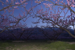 桃花と鳳凰三山