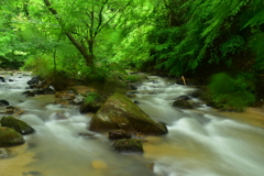 雨の沢川渓流