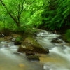 雨の沢川渓流