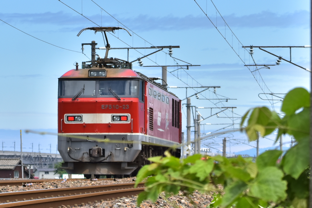 ツルの向こうに消え行く