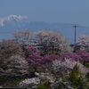 春と雪山
