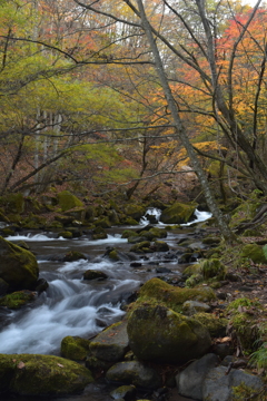 滝ノ湯川紅葉