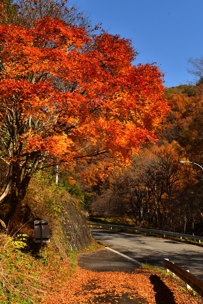 木祖紅葉