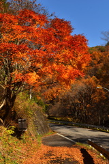 木祖紅葉