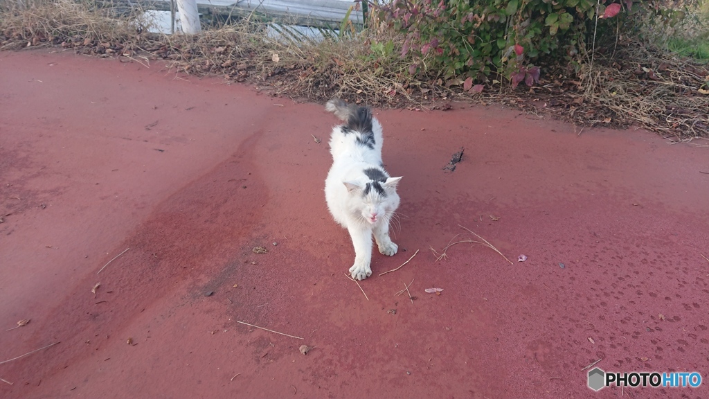 諏訪湖に居た猫(ФωФ)